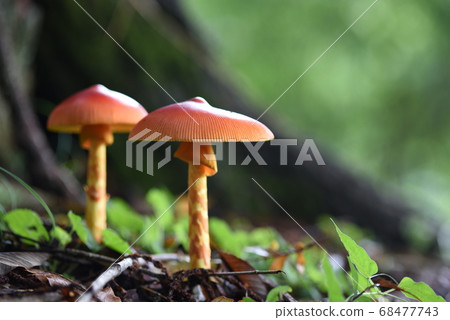 從一棵大樹的根生長的綠色散景和紅傘的竹蘑菇 68477743