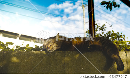 Cat Cat 68477947
