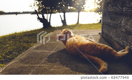 Cat Cat 68477948