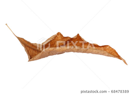 brown dry leaf isolated on white background brown dry leaf isolated on white background 68478389