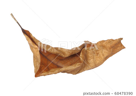 brown dry leaf isolated on white background brown dry leaf isolated on white background 68478390