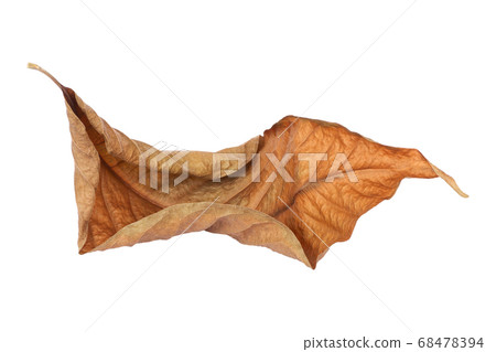 brown dry leaf isolated on white background brown dry leaf isolated on white background 68478394