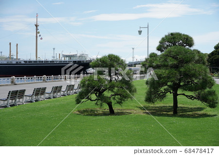 Yamashita Park Black Pine 68478417