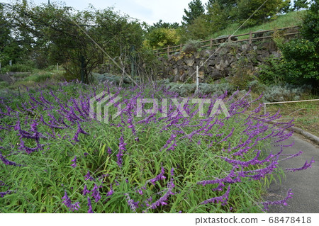 Amethyst Sage Amethyst Sage 68478418