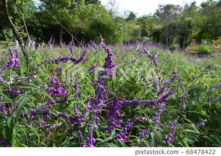 Amethyst Sage Amethyst Sage 68478422