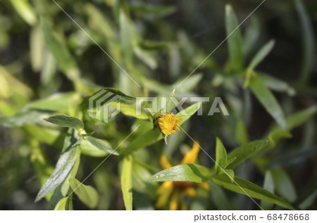 Narrow-leaved fleabane 68478668