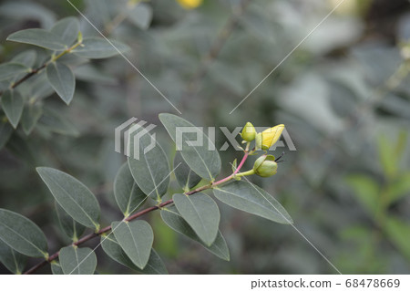 Golden St Johns Wort 68478669