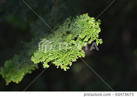 Hinoki cypress Hinoki cypress 68478673