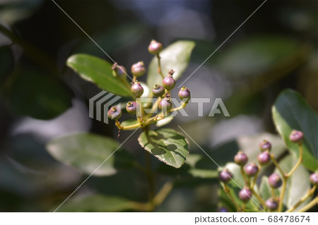 Laurustinus Laurustinus 68478674