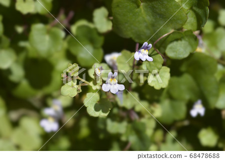 Kenilworth Ivy Kenilworth Ivy 68478688