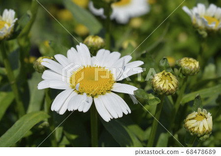 Shasta daisy Snow Lady Shasta daisy Snow Lady 68478689