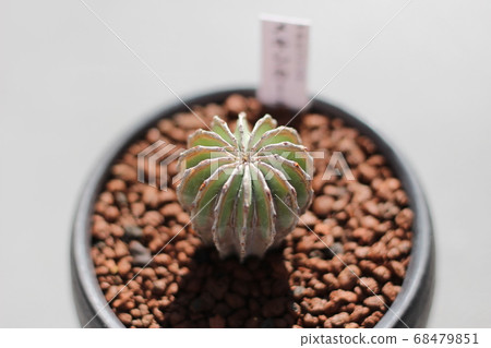墨西哥仙人掌 68479851