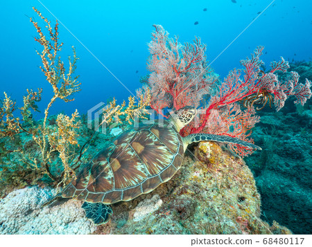 Sea turtle Sea turtle 68480117