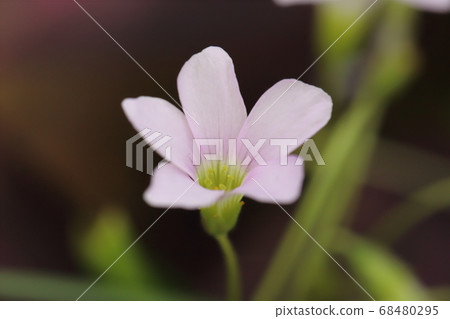 alis漿草的粉紅色花朵 alis漿草的粉紅色花朵 68480295