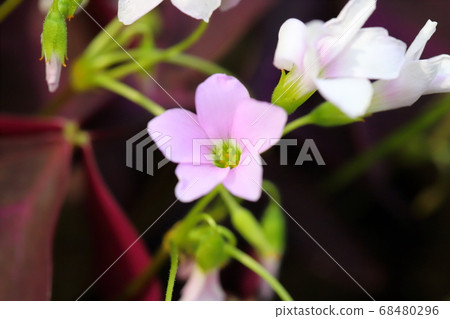 alis漿草的粉紅色花朵 68480296