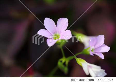 alis漿草的粉紅色花朵 alis漿草的粉紅色花朵 68480297