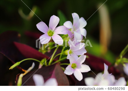 alis漿草的粉紅色花朵 alis漿草的粉紅色花朵 68480298