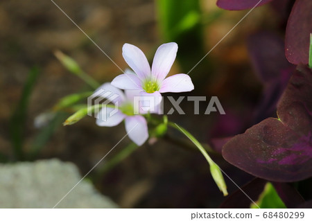 alis漿草的粉紅色花朵 alis漿草的粉紅色花朵 68480299