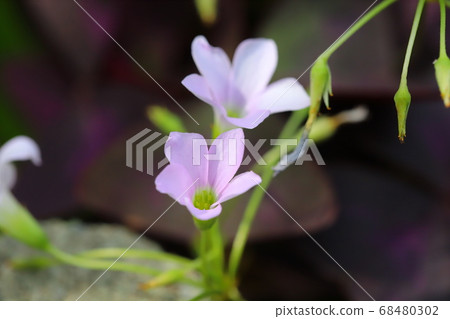 alis漿草的粉紅色花朵 68480302