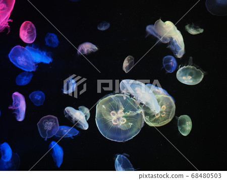 Jellyfish aquarium with colorful lighting 68480503