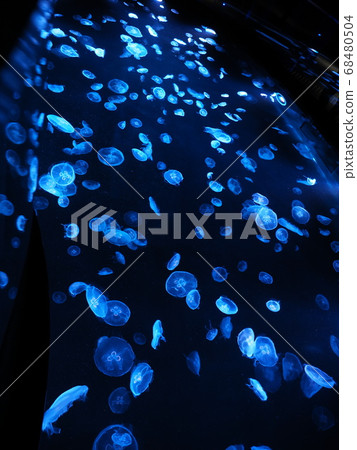 Jellyfish aquarium with colorful lighting Jellyfish aquarium with colorful lighting 68480504