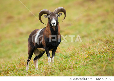 Calm mouflon ram standing on meadow in autumn nature. 68480509