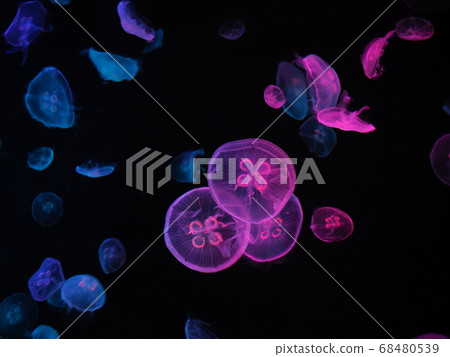 Jellyfish aquarium with colorful lighting Jellyfish aquarium with colorful lighting 68480539