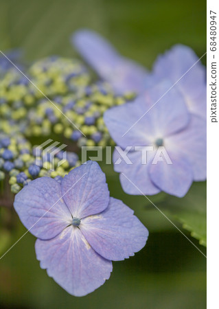 Purple hydrangea 68480947