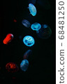 jellyfish  68481250