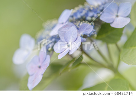 Hydrangea on gentle green background 68481714