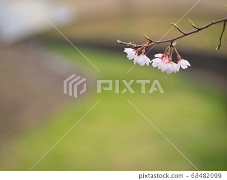 Shokawa cherry blossom up 68482099