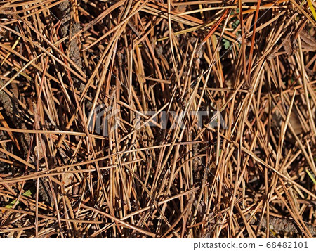 Up of pine leaves 68482101