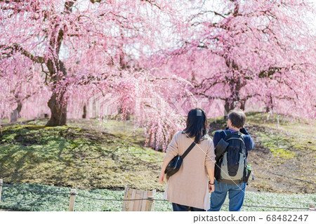 當他們看著鈴鹿之森花園裡的梅花時，這對夫妻感到春天 68482247