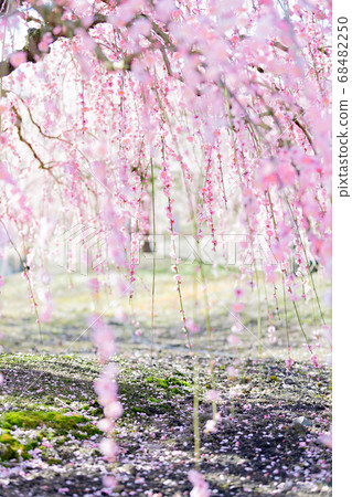 Suzuka Forest Garden Ume Spring Suzuka Forest Garden Ume Spring 68482250