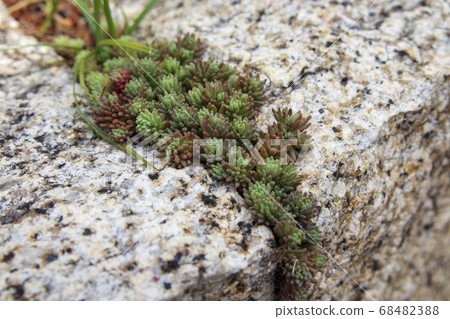 Stonecrop growing between stones 68482388