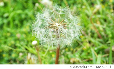 Dandelion fluff 68482421