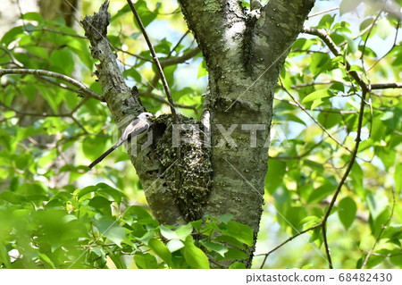 The fresh green spring forest, Shimaenaga, raising children. 68482430