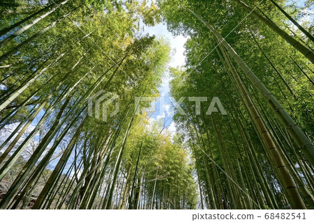 Bamboo forest trail 68482541