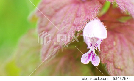 Plants whose names are unknown 68482674