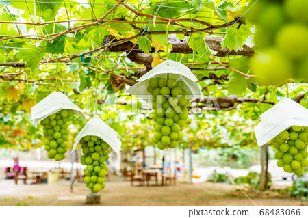 （山梨縣）葡萄，葡萄園葡萄，馬斯喀特（Shine Muscat） 68483066