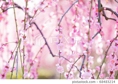 鈴鹿森林公園梅梅春天 鈴鹿森林公園梅梅春天 68483214