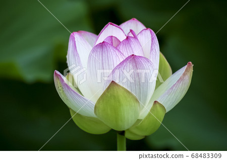 蓮花 蓮花 68483309