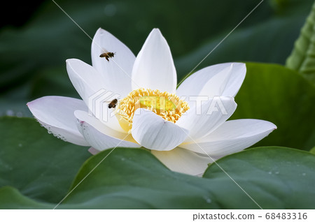 蓮花 68483316