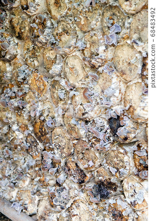 mushroom farm mushroom farm 68483492