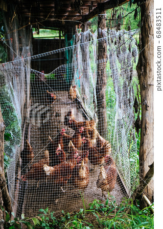 farm animals 68483511