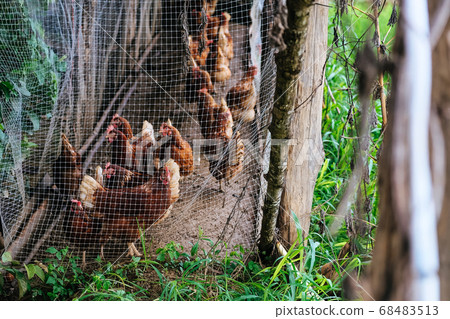 farm animals farm animals 68483513