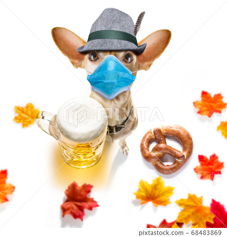 bavarian beer chihuahua dog bavarian beer chihuahua dog 68483869