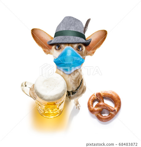 bavarian beer chihuahua dog 68483872
