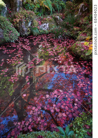 秋天的葉子漂浮在池塘里_金剛寺 秋天的葉子漂浮在池塘里_金剛寺 68484023