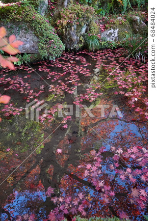 秋天的葉子漂浮在池塘里_金剛寺 秋天的葉子漂浮在池塘里_金剛寺 68484024